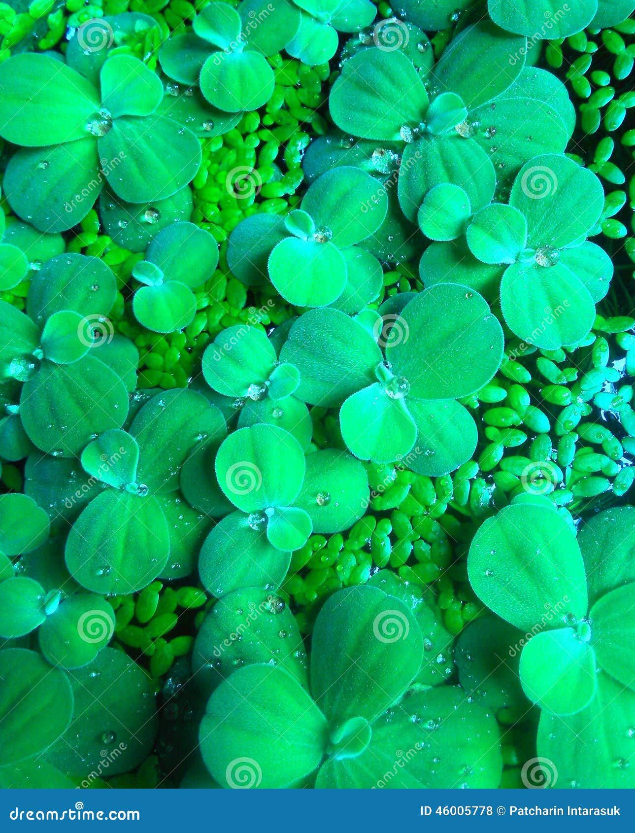 Plant water stock photo. Image of nature, plant, botany 46005778