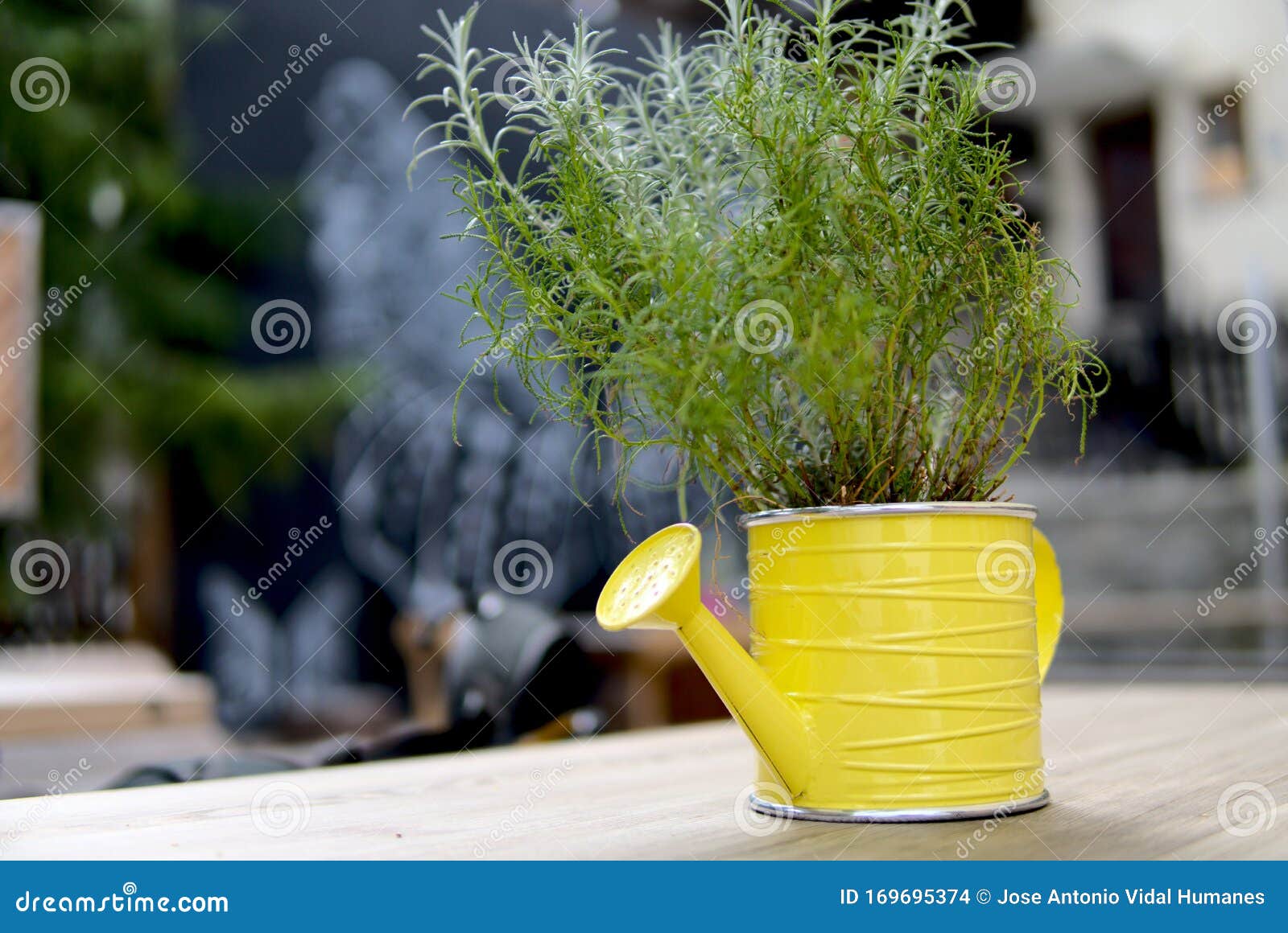 plant in watering can