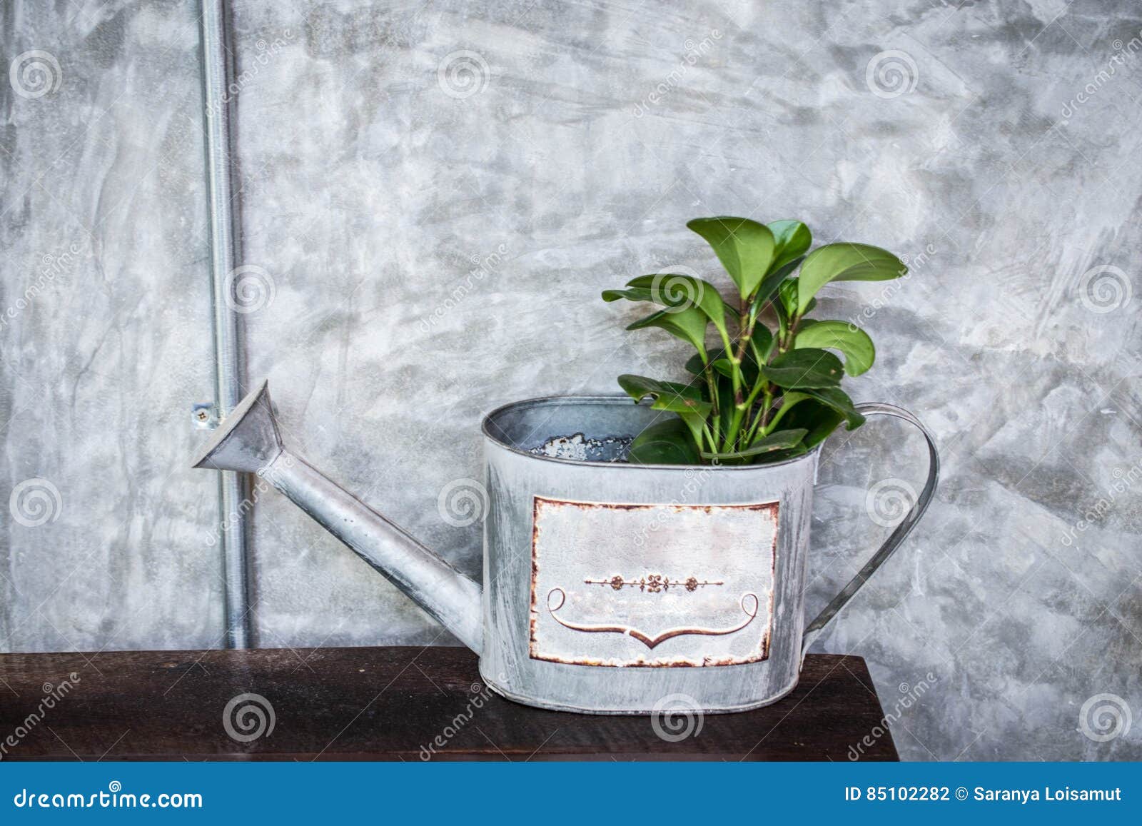 Plant in watering can stock photo. Image of vintage, white 85102282