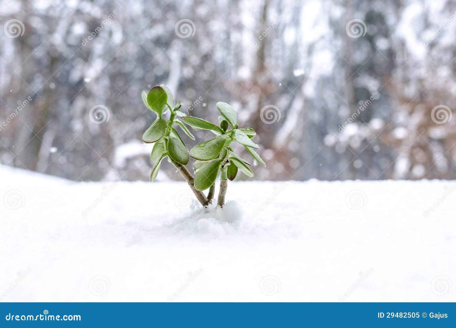 Plant in the Winter Growing Out of Snow Stock Image Image of growing, hope 29482505