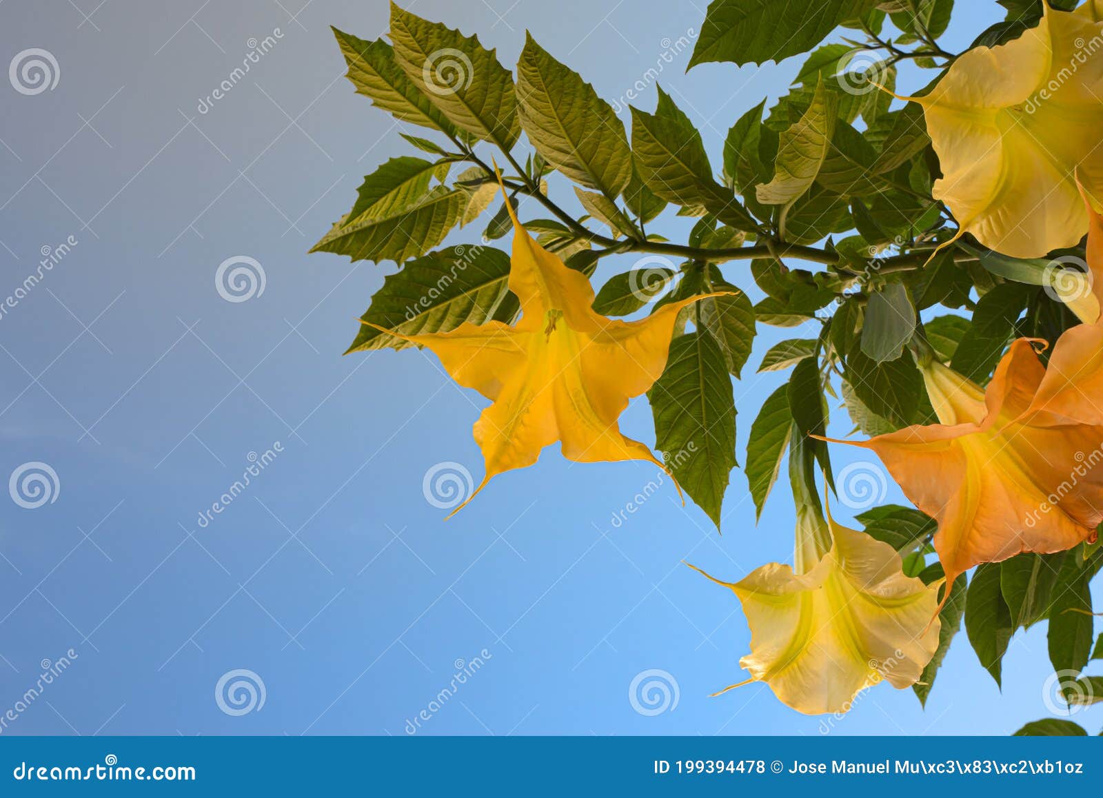 yellow flowers called trompeta angel or diablo