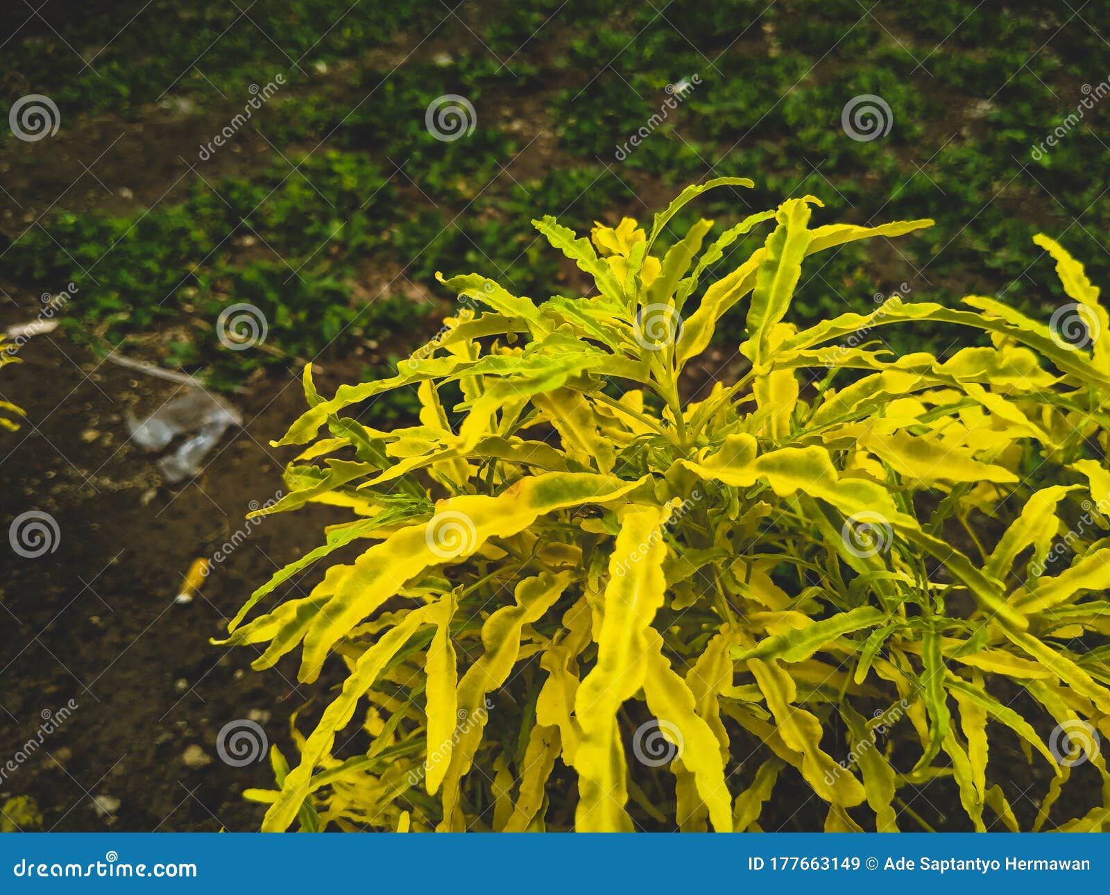 Plant with Yellow Leaf in the Garden Stock Image Image of sunlight