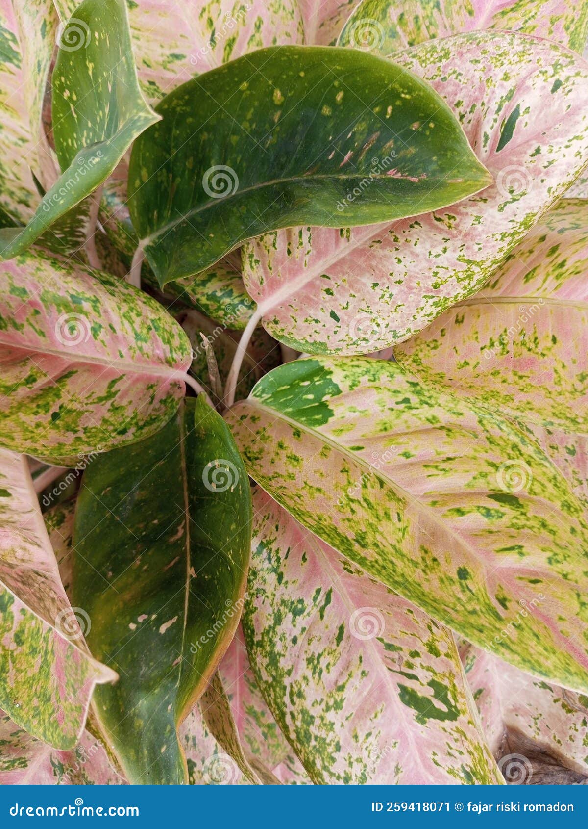 Plant Yellow Leaf at Garden Stock Image Image of produce, herb 259418071