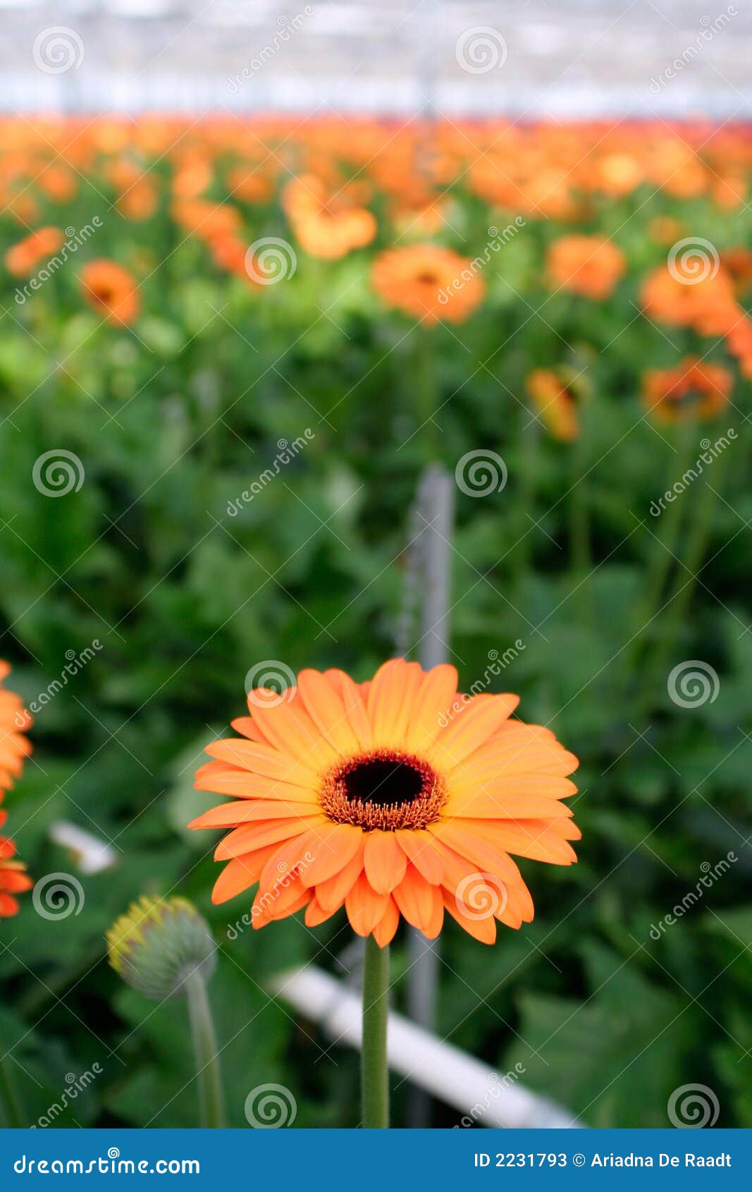 Plantacao Da Margarida Imagem De Stock Imagem De Industria 2231793