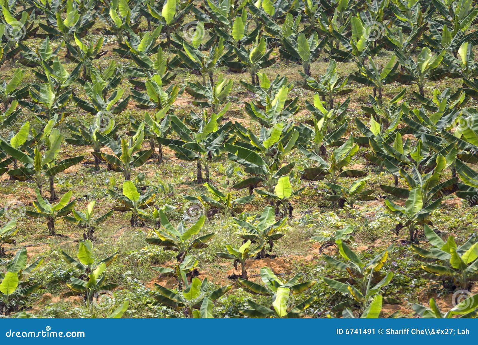 Resultado de imagem para plantação de banana