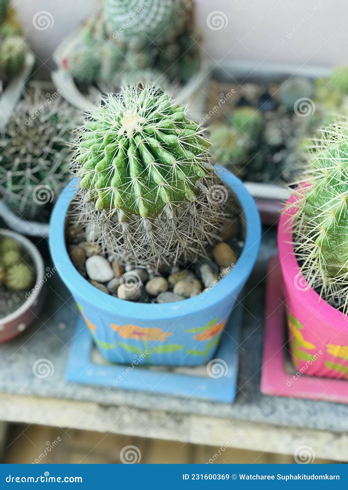 Plantação De Echinocactus Grusonii Var. Albispinus Ou Cacto De Barril  Branco Ou Cacto De Esfera Branca Ou Almofada De Mães. Imagem de Stock -  Imagem de cactos, deserto: 231600369