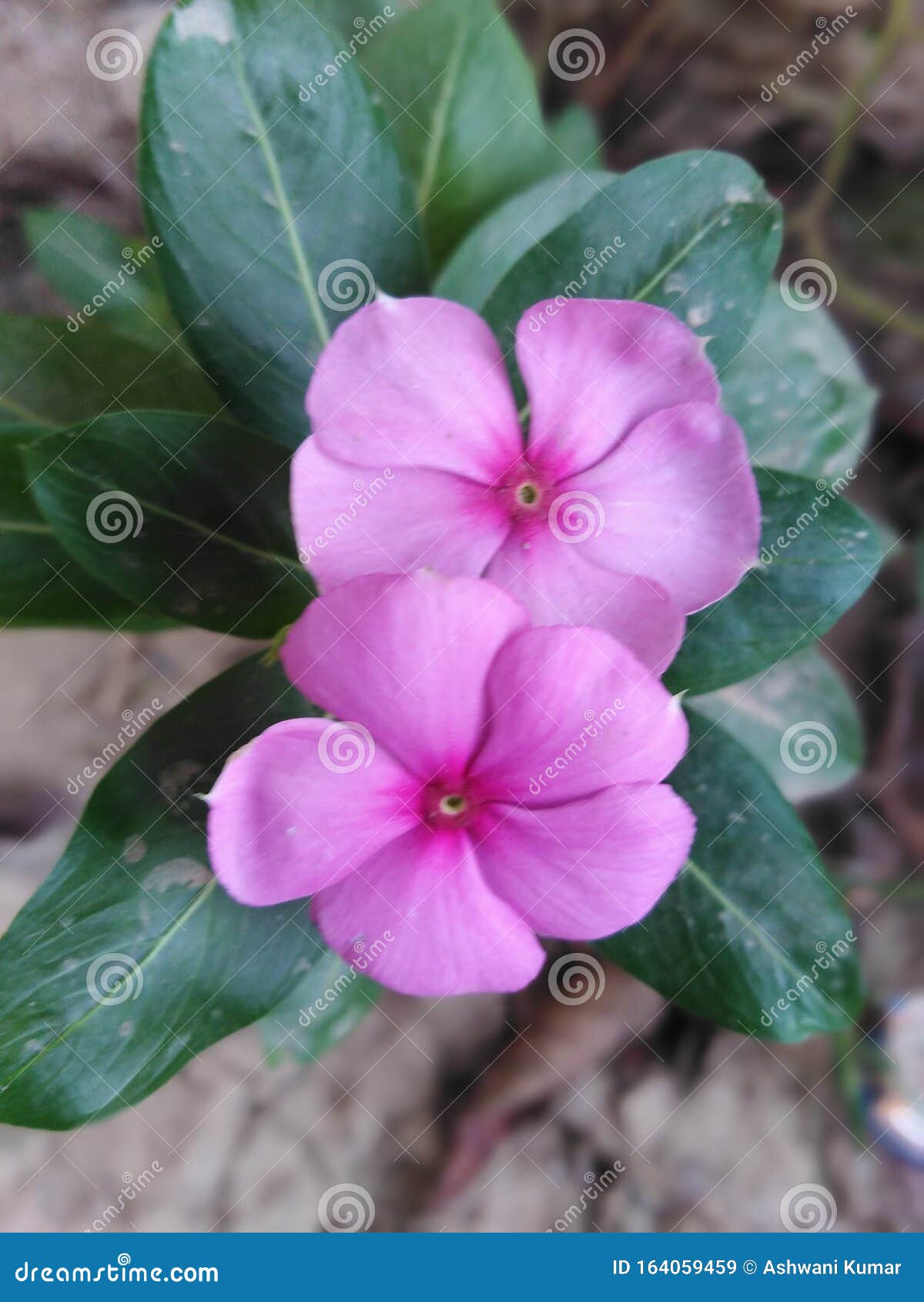 A Planta é Chamada De Flor Verde Imagem de Stock - Imagem de plantas,  devido: 164059459