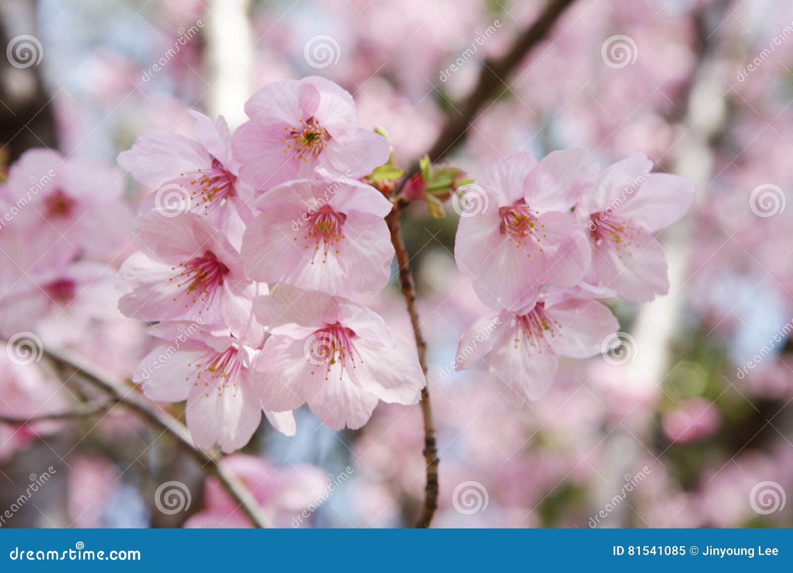 Planta imagen de archivo. Imagen de pista, conceptual - 81541085