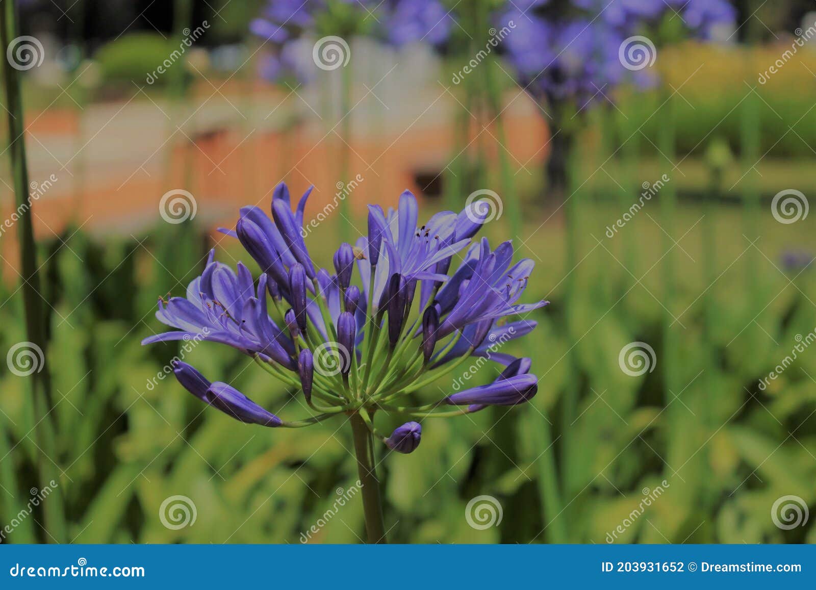 Planta AGAPANTO (Agapanthus Africanus) Stock Photo - Image of blossom,  africanus: 203931652