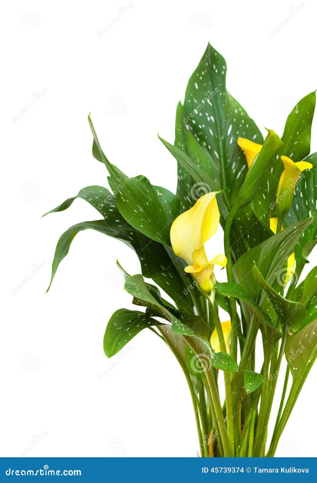 Planta amarela do calla foto de stock. Imagem de curva - 45739374