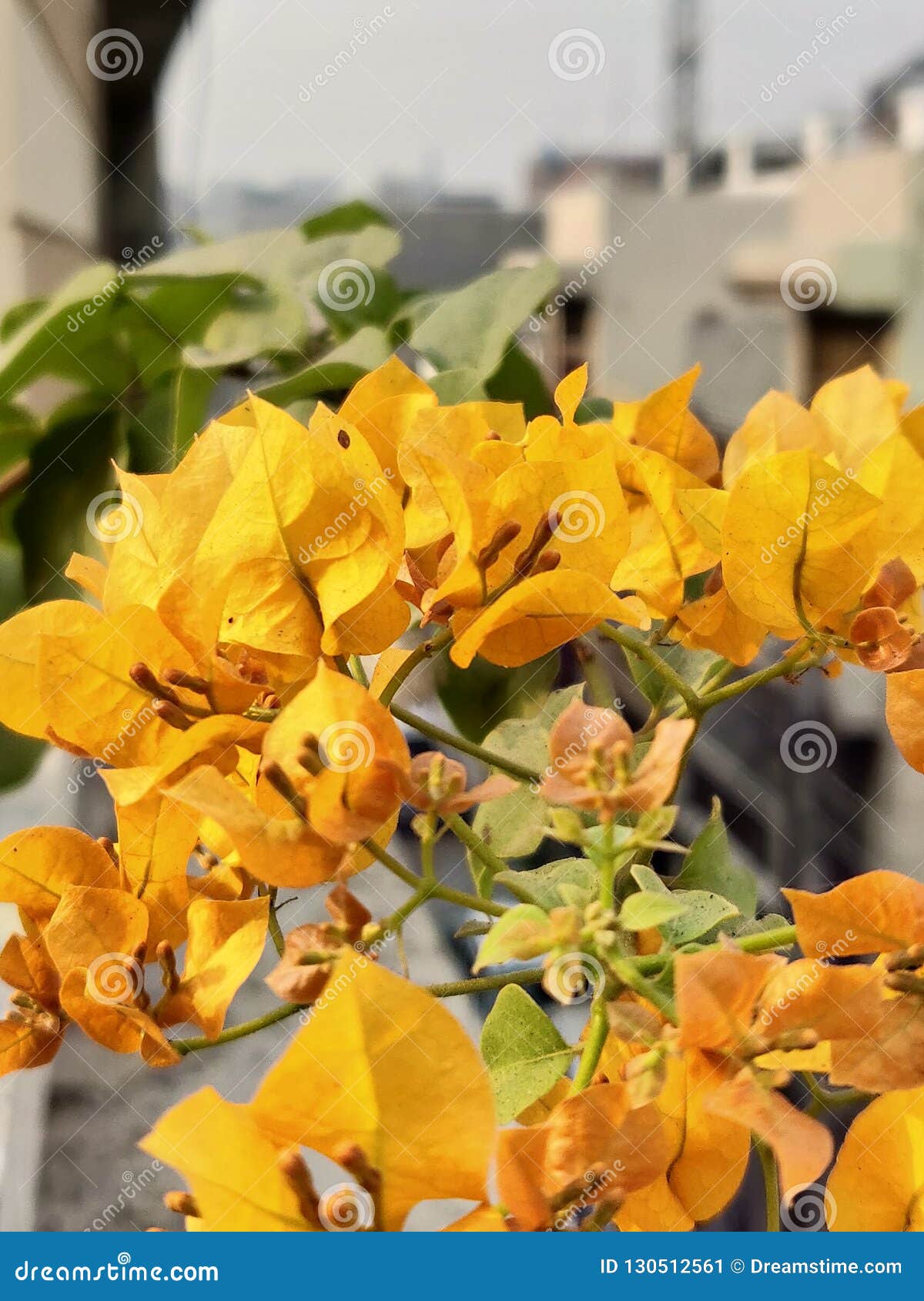 Planta Amarilla De La Buganvilla Con Las Flores Imagen de archivo - Imagen  de correctamente, calandrias: 130512561