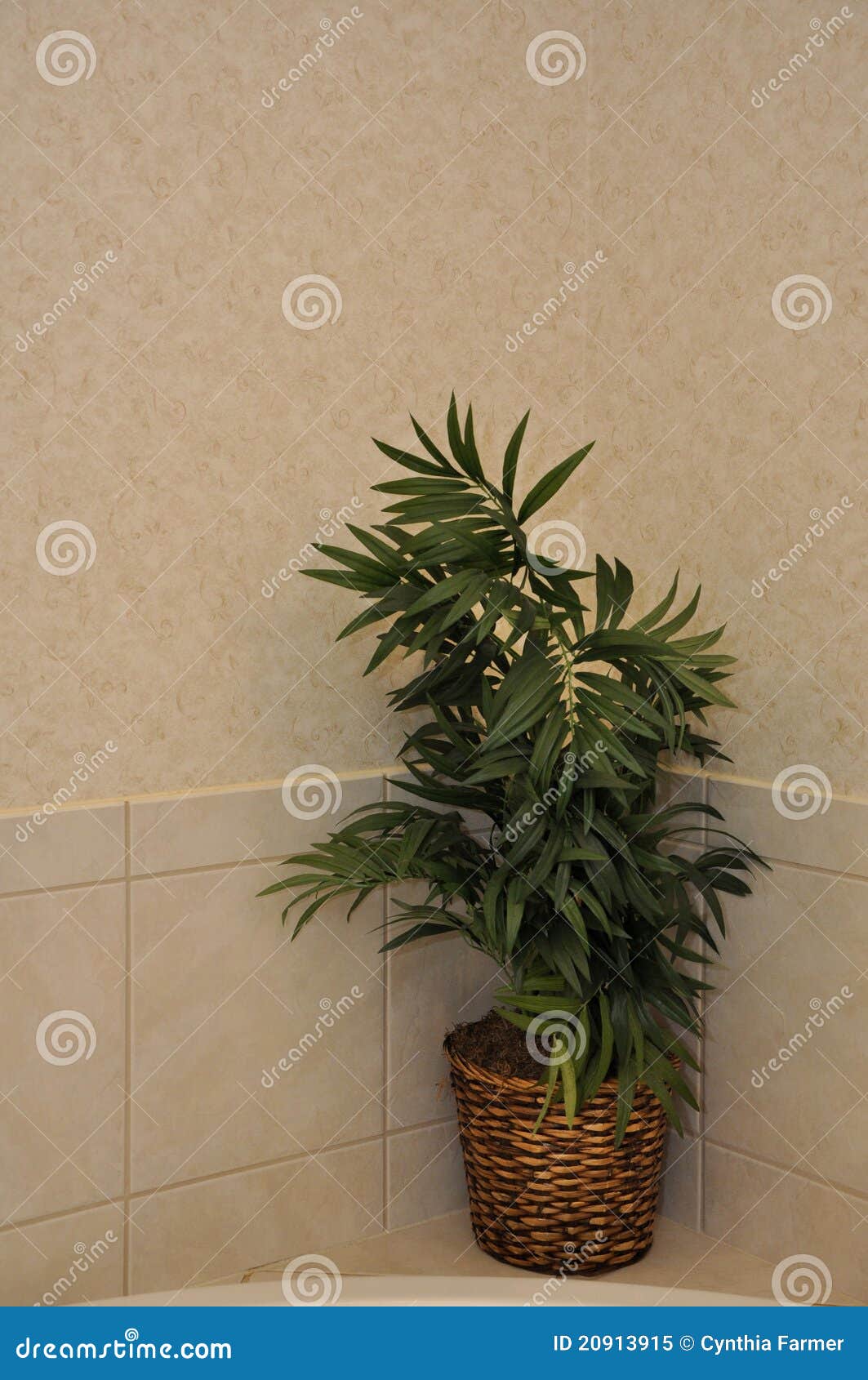 Planta Artificial No Banheiro Moderno Imagem de Stock - Imagem de interior,  parede: 20913915