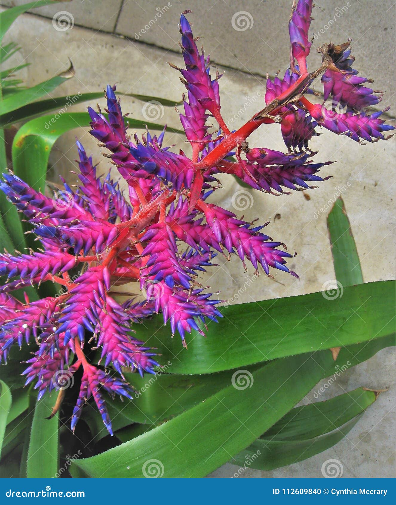 Planta Azul Del Híbrido De La Bromelia Del Tango Foto de archivo - Imagen de  planta, floraciones: 112609840