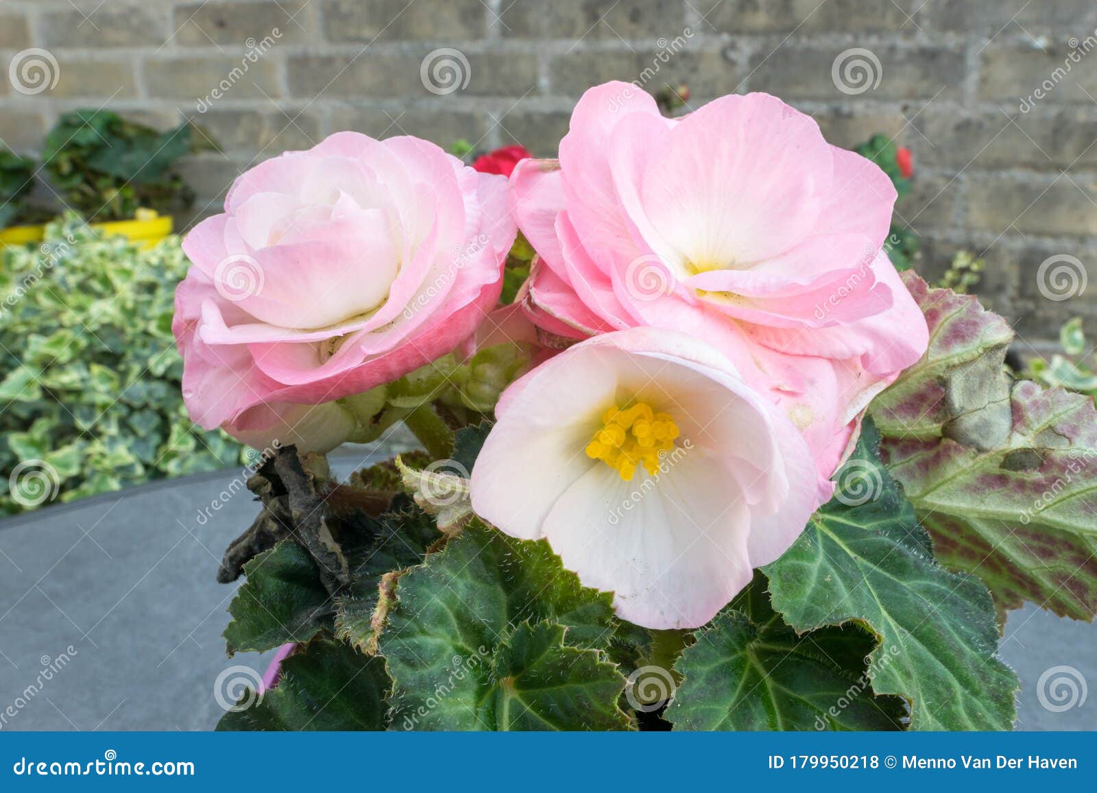 Planta Begônia De Flor Dupla Com Flores Cor-de-rosa Foto de Stock - Imagem  de pastel, flor: 179950218