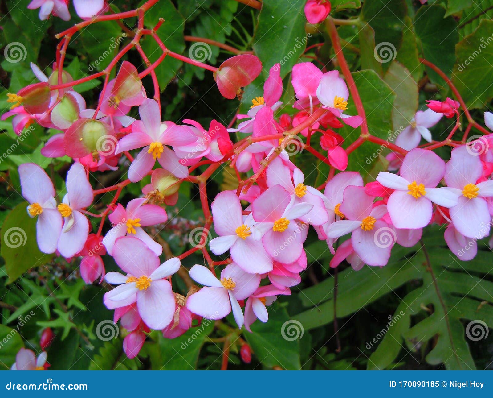 Planta Begon Com Flores Cor-de-rosa Imagem de Stock - Imagem de planta,  flor: 170090185