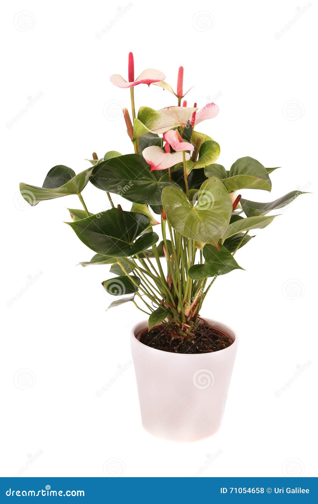 Planta Branca Do Antúrio (laceleaf) Em Um Vaso De Flores Branco Foto de  Stock - Imagem de isolado, usina: 71054658