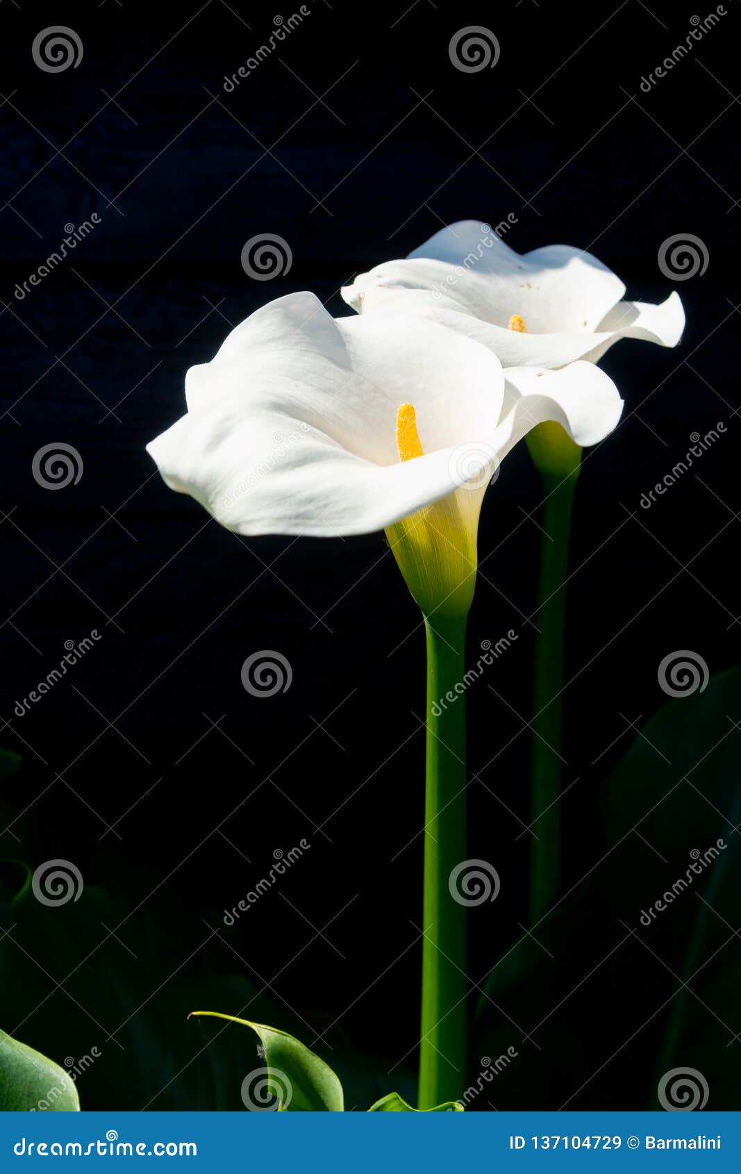 Planta Branca Do Lírio De Calla Com As Flores No Fundo Preto, Conceito  Chave Escuro Imagem de Stock - Imagem de cultivo, foto: 137104729