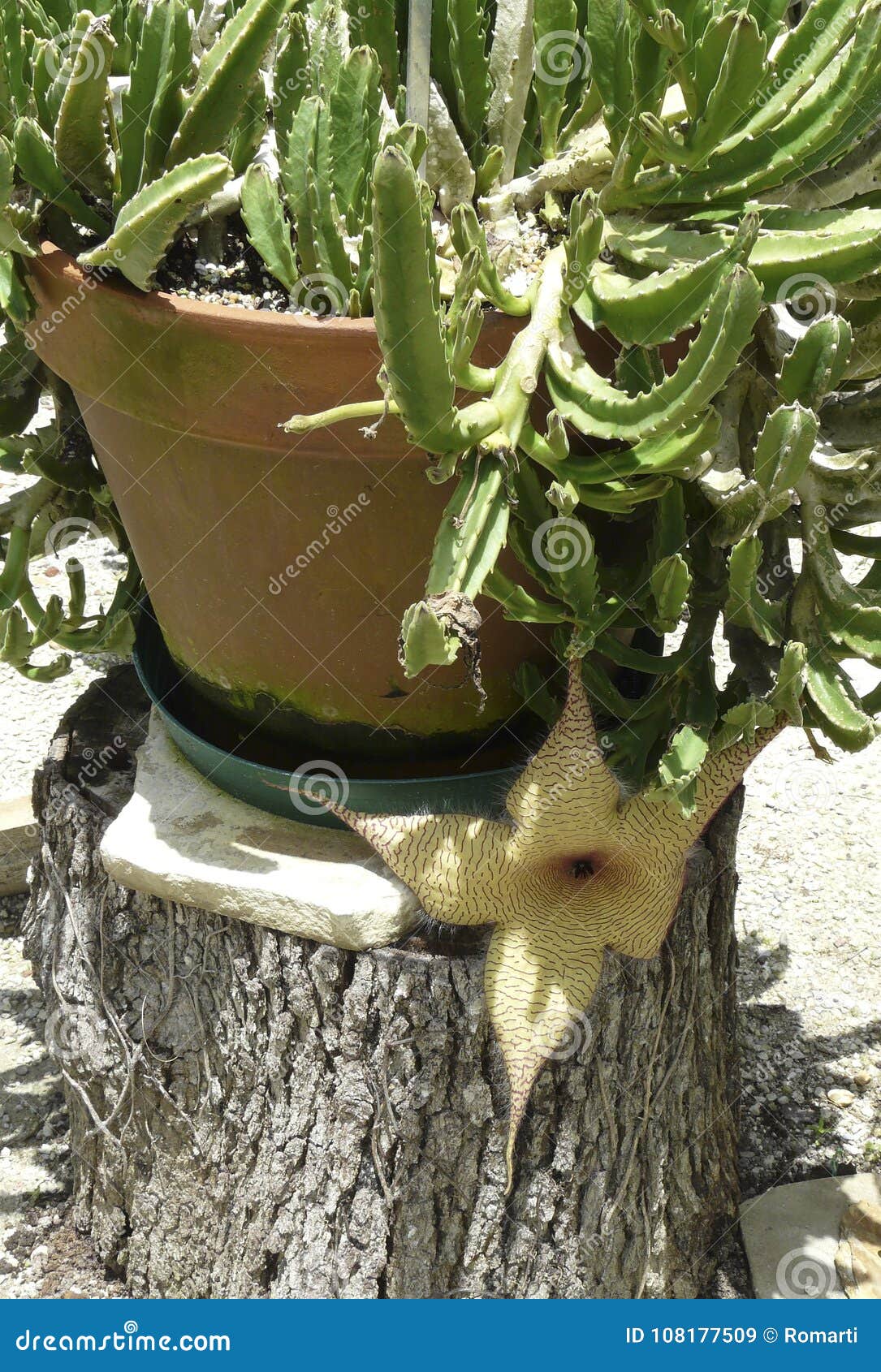 Planta Carnuda De Gigantea Do Stapelia Do Cacto Da Estrela Do Mar Imagem de  Stock - Imagem de botânica, potenciômetro: 108177509