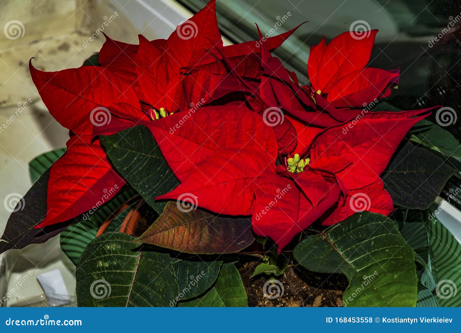 A Planta Chamada Poinsettia Ou Só Estrela De Natal Foto de Stock - Imagem  de flores, verde: 168453558