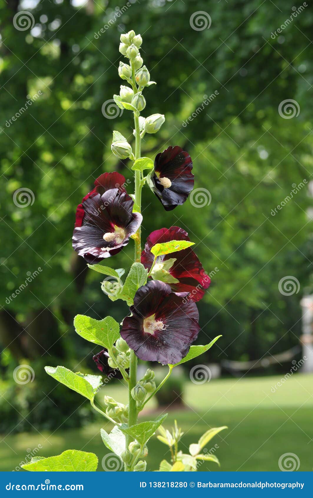 Planta Colorida Escura Da Malva Rosa Com Flores De Florescência Foto de  Stock - Imagem de planta, flora: 138218280