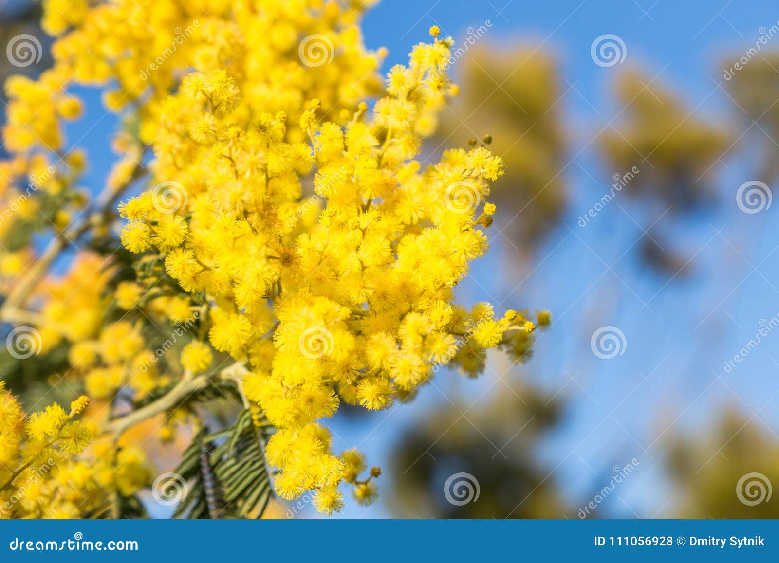 Planta Com a Flor Amarela Da Mimosa Foto de Stock - Imagem de filial,  mulher: 111056928