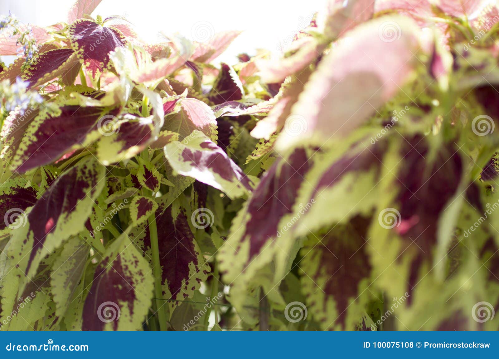 Planta Com Folhas Do Roxo E Bordas Verdes Foto de Stock - Imagem de pétala,  mola: 100075108