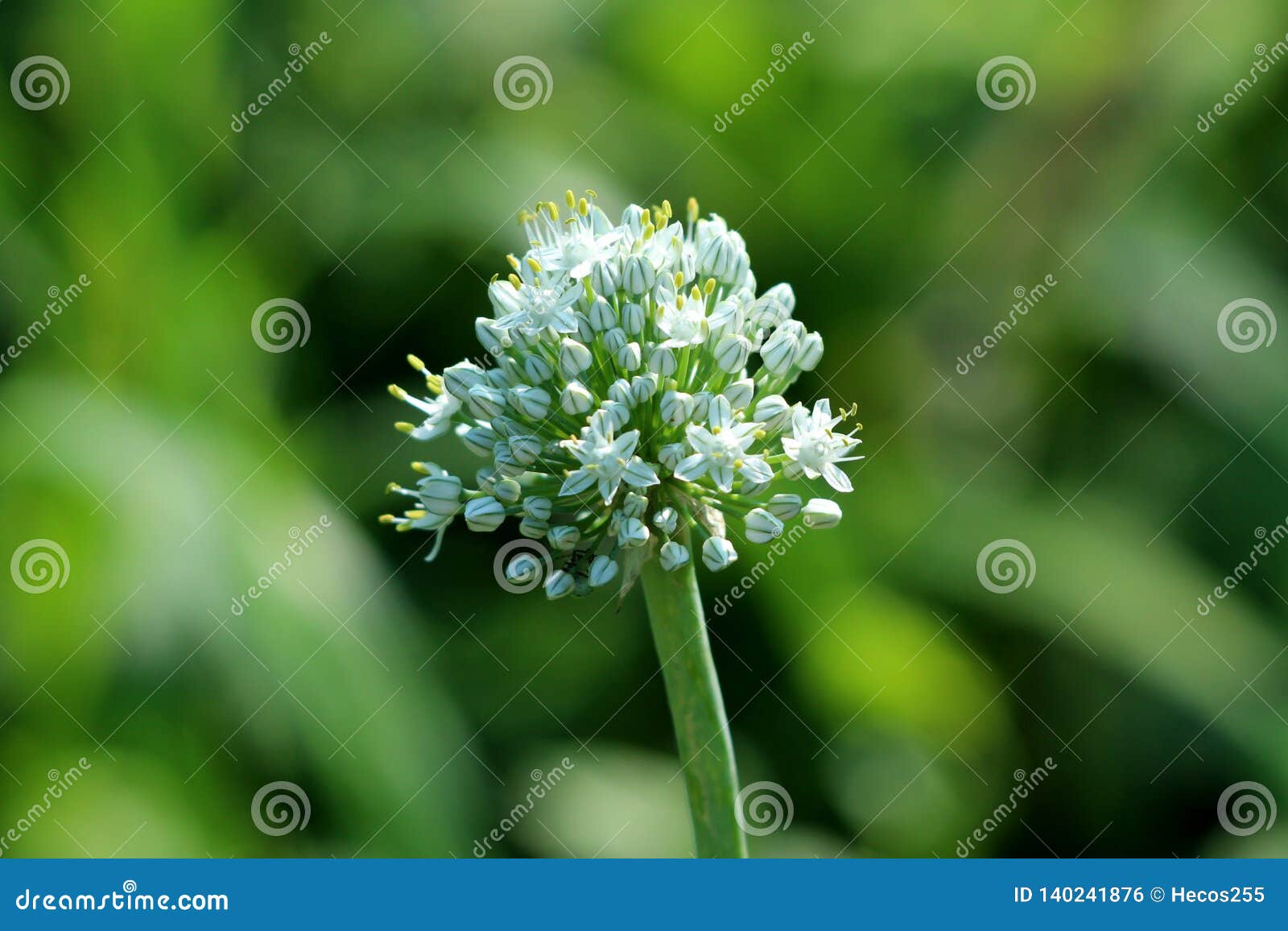 Planta Con Bulbo Del Ajo O De Alium Sativum Con Las Pequeñas Flores Blancas  Múltiples Que Comienzan a Abrirse En La Cabeza De Flo Foto de archivo -  Imagen de flor, rodeado: