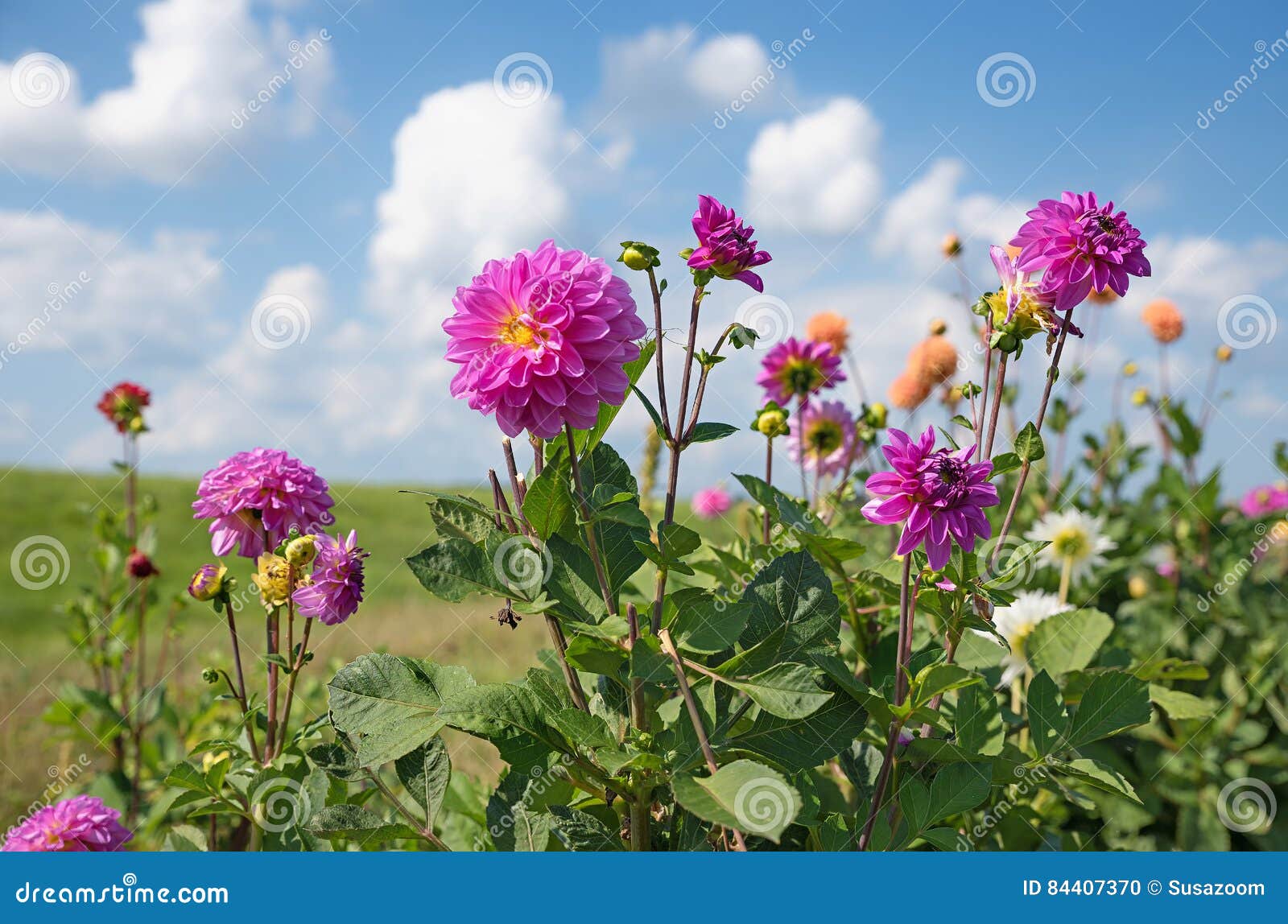 Planta Constante Da Dália Cor-de-rosa Nos Campos Foto de Stock - Imagem de  corte, buquê: 84407370