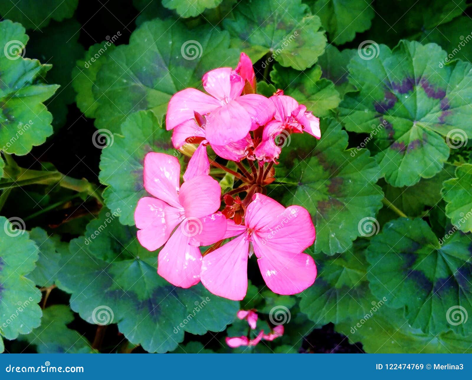 Planta Cor-de-rosa Bonita Da Flor Do Gerânio Imagem de Stock - Imagem de  elevado, tijolos: 122474769