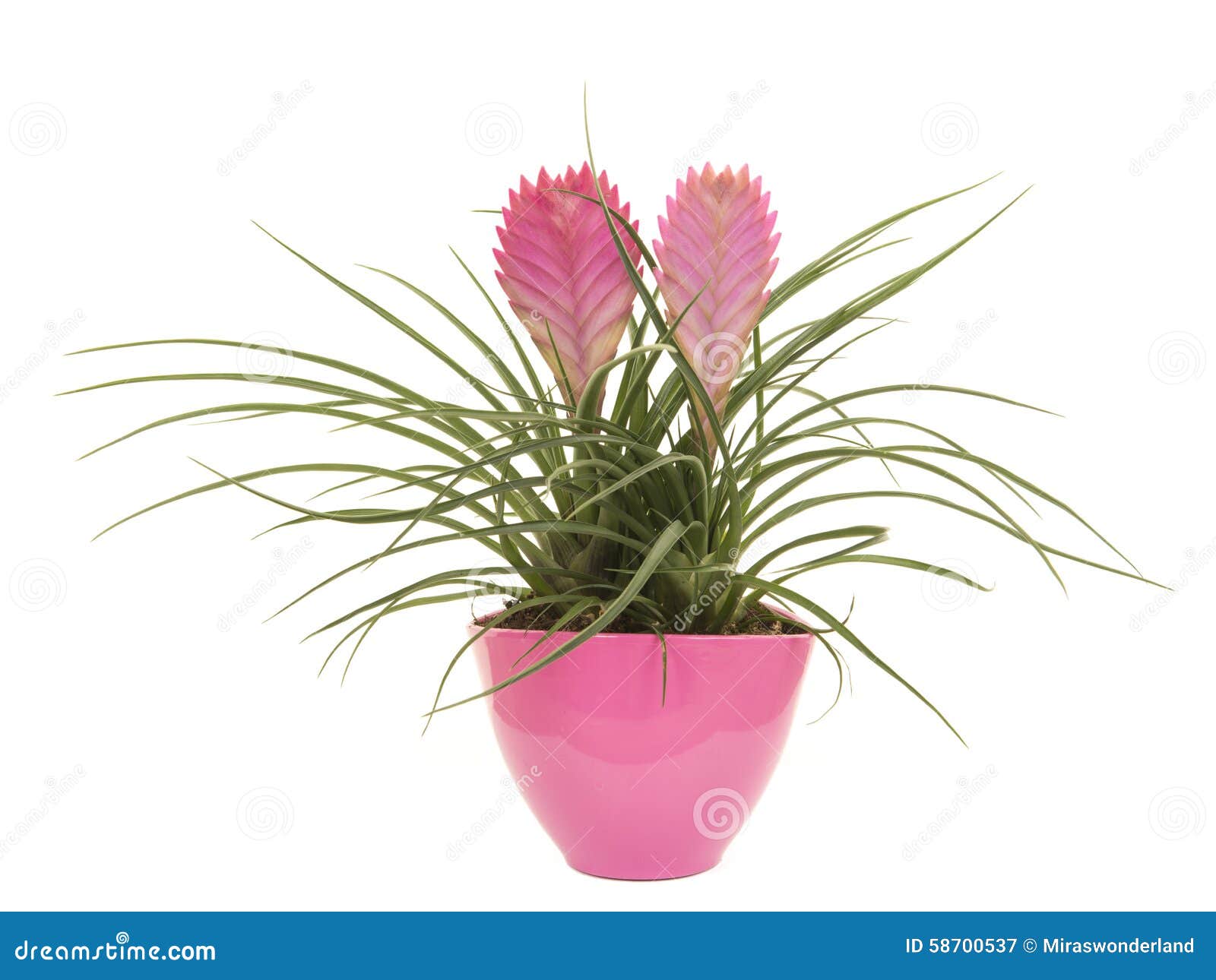 Planta Cor-de-rosa Da Bromeliácea Em Um Potenciômetro De Flor Cor-de-rosa  Imagem de Stock - Imagem de interior, janela: 58700537