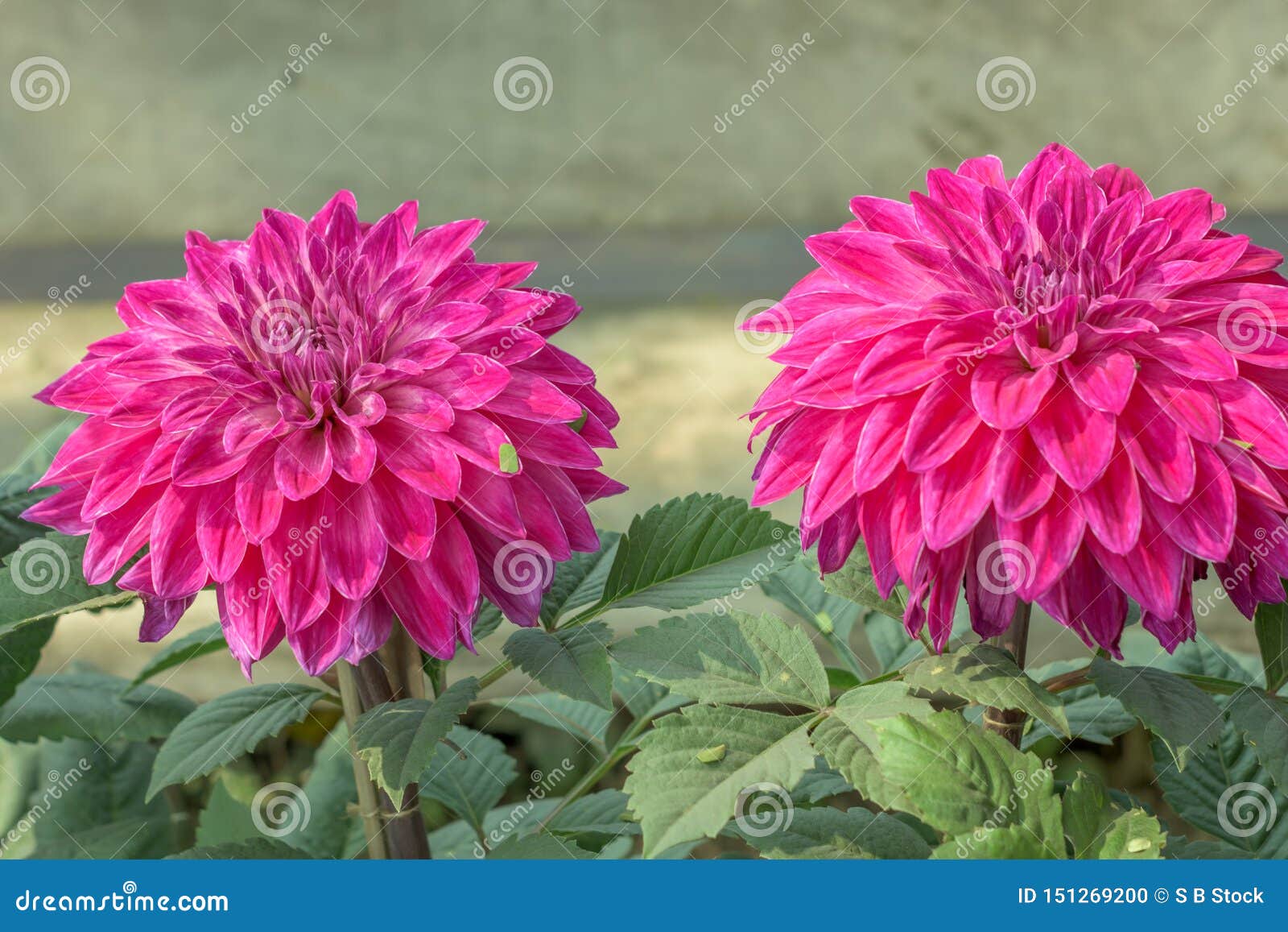 Planta Cor-de-rosa Da Flor De Guldavari, Plantas Constantes Herbáceas É  Flores De Amor De Uma Planta Do Sol Na Mola Adiantada Ao Foto de Stock -  Imagem de horticultura, trepadeira: 151269200