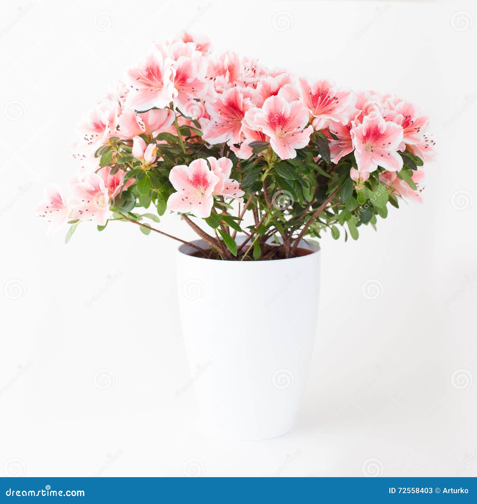 Planta Cor-de-rosa E Branca Da Flor Da Azálea Imagem de Stock - Imagem de  mola, ensolarado: 72558403