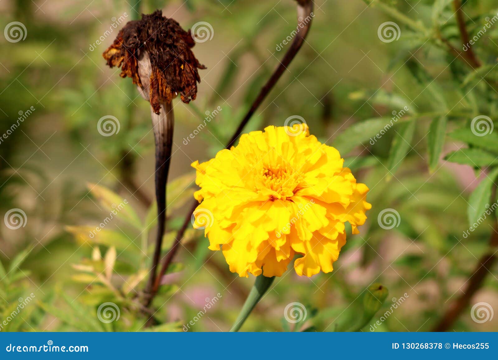 Planta Cravo-de-defunto Ou Do Ereta Mexicano De Tagetes Com As Pétalas  Amarelas Densas E a Flor Marrom Escura Completamente Secad Foto de Stock -  Imagem de amarelo, planta: 130268378