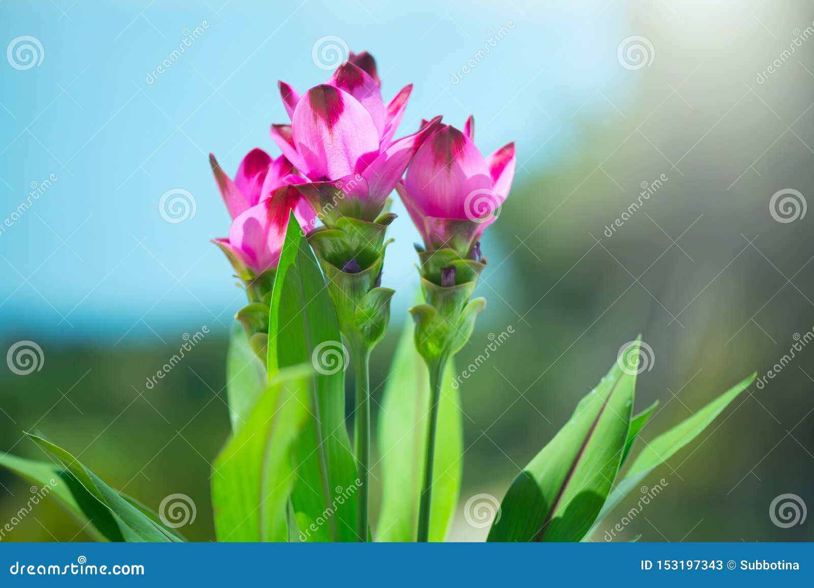 Planta Da Curcuma Que Floresce Fora Flores Da Planta Crescente Da Cúrcuma  Tulipa De Sião, Alismatifolia Imagem de Stock - Imagem de tailândia,  especiarias: 153197343
