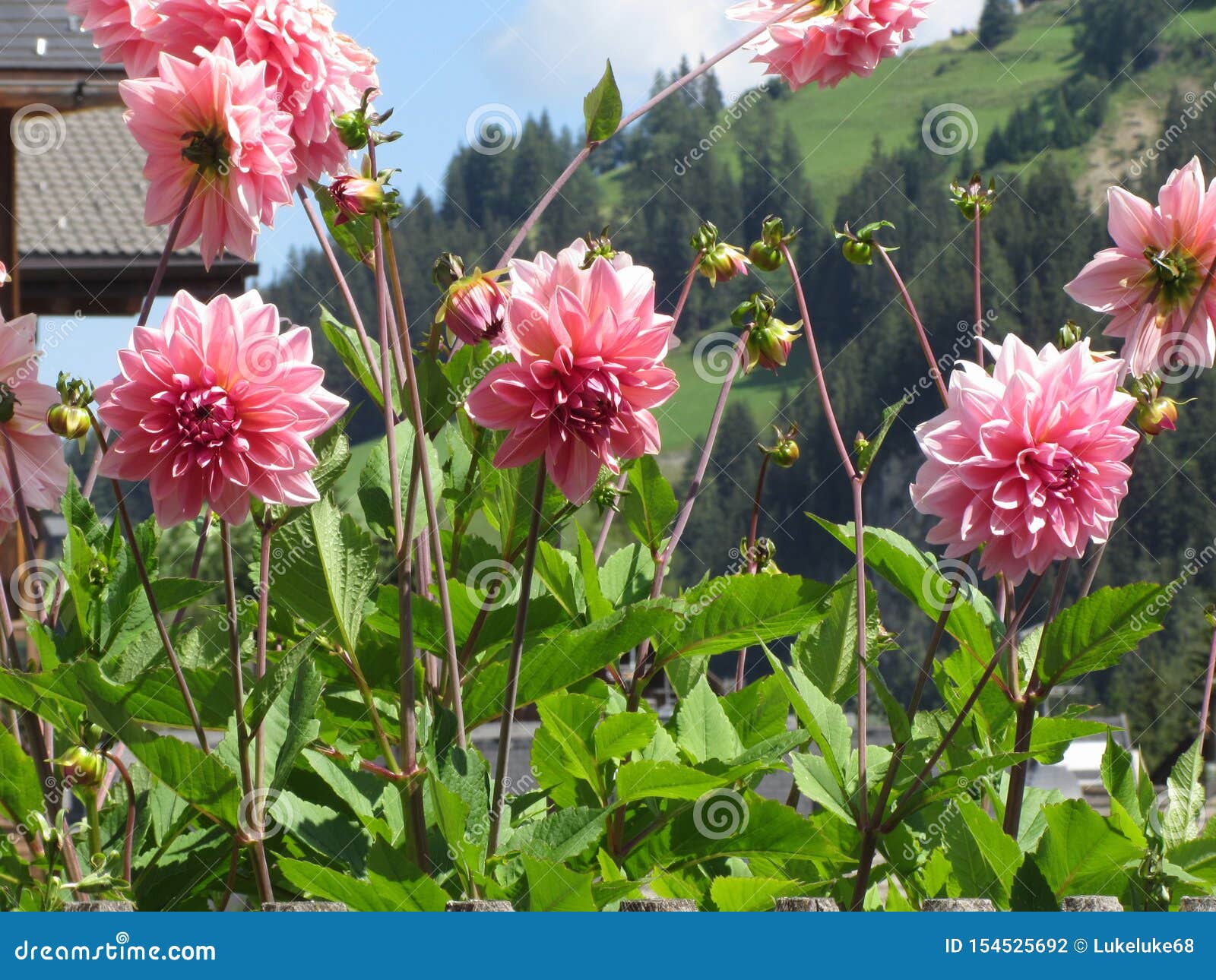 Planta Da Dália De Kleene Do Berlinês Com As Flores Cor-de-rosa No Verão  Foto de Stock - Imagem de flor, exterior: 154525692