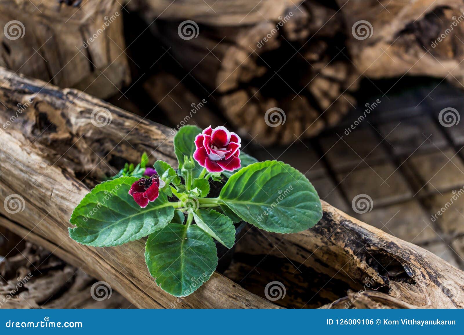 A Planta Da Flor Cresce Na Madeira Velha Foto de Stock - Imagem de  colheita, casa: 126009106