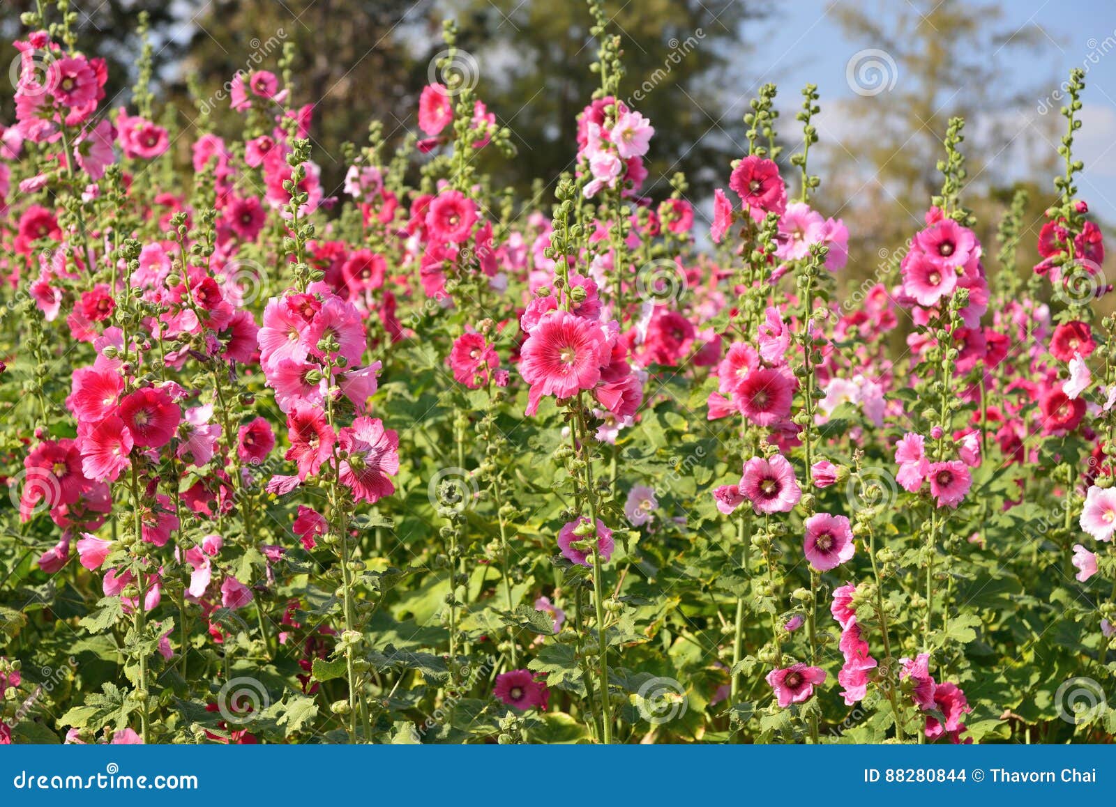 A Planta Da Flor Da Malva Rosa Foto de Stock - Imagem de paisagem,  ensolarado: 88280844