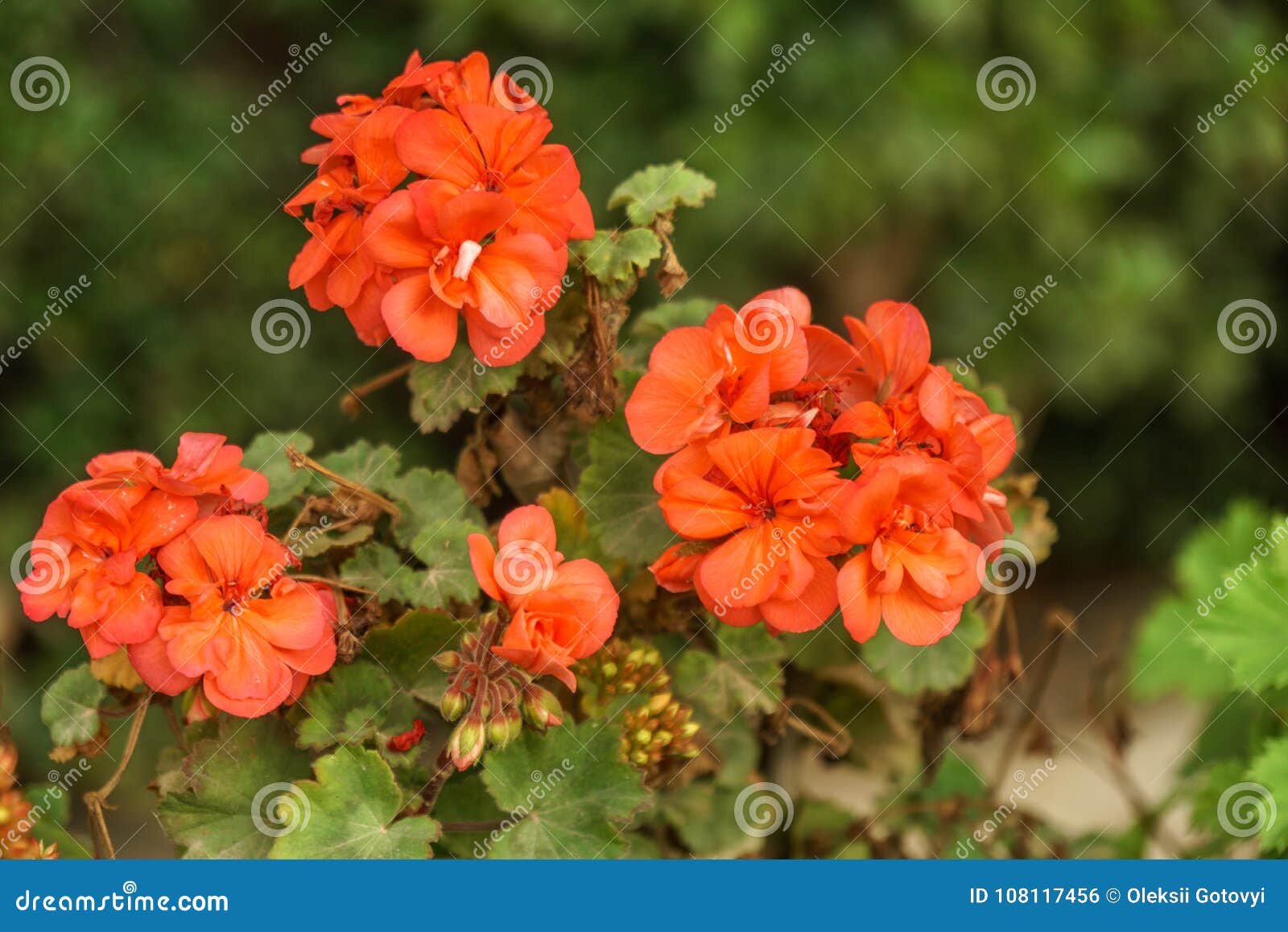 Planta Da Flor Do Gerânio Da Cor Vermelha Do Close Up Que Cresce No Jardim Foto  de Stock - Imagem de vender, jardim: 108117456