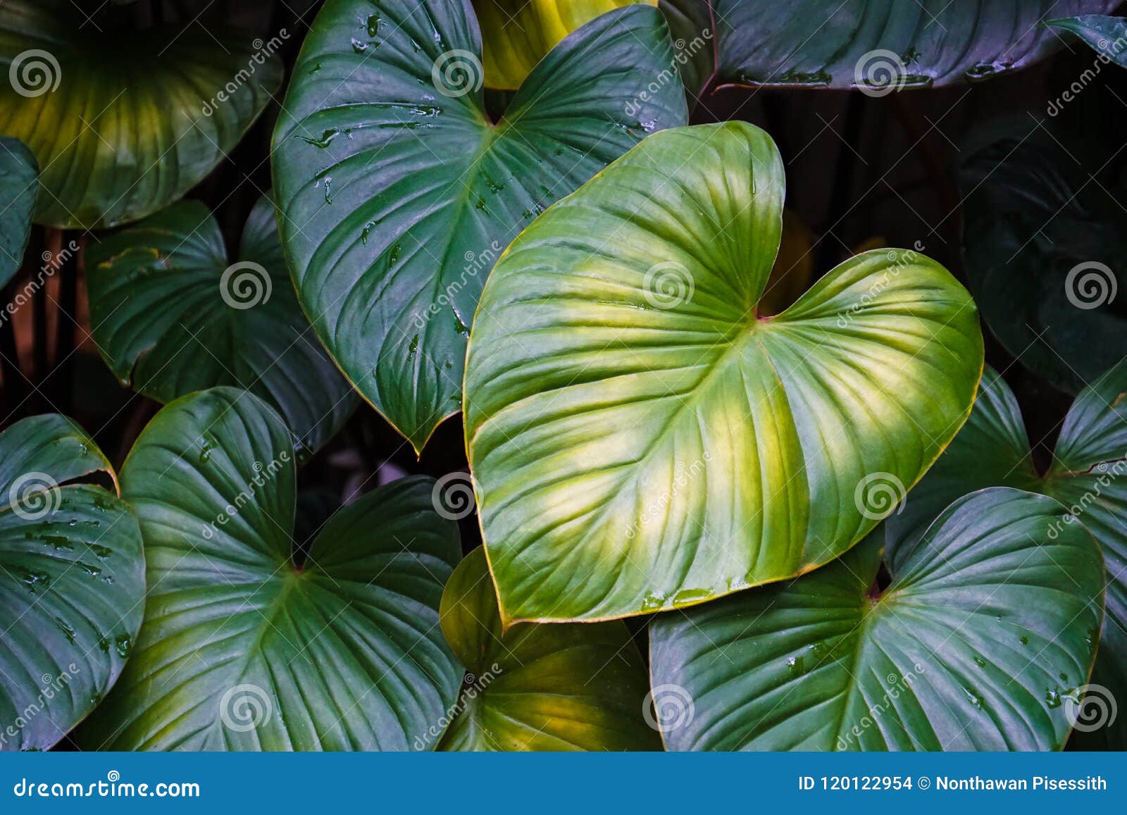 Planta Da Folha Do Verde Da Forma Do Coração Foto de Stock - Imagem de  floresta, selva: 120122954