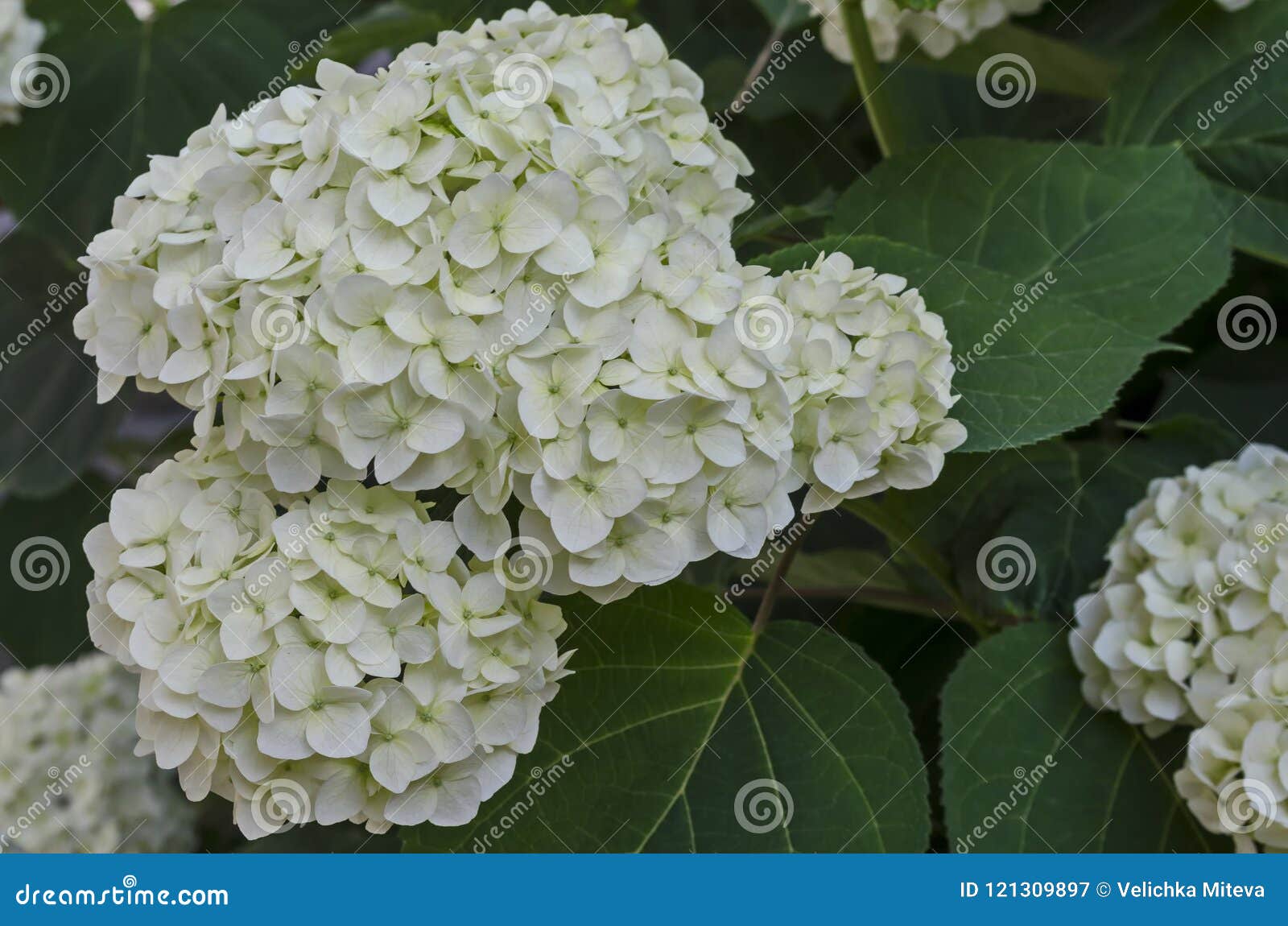 Planta Da Hortênsia Ou Flor Branca Múltipla Do Hortensia Com Flor E Folhas  No Jardim Imagem de Stock - Imagem de delicado, filial: 121309897