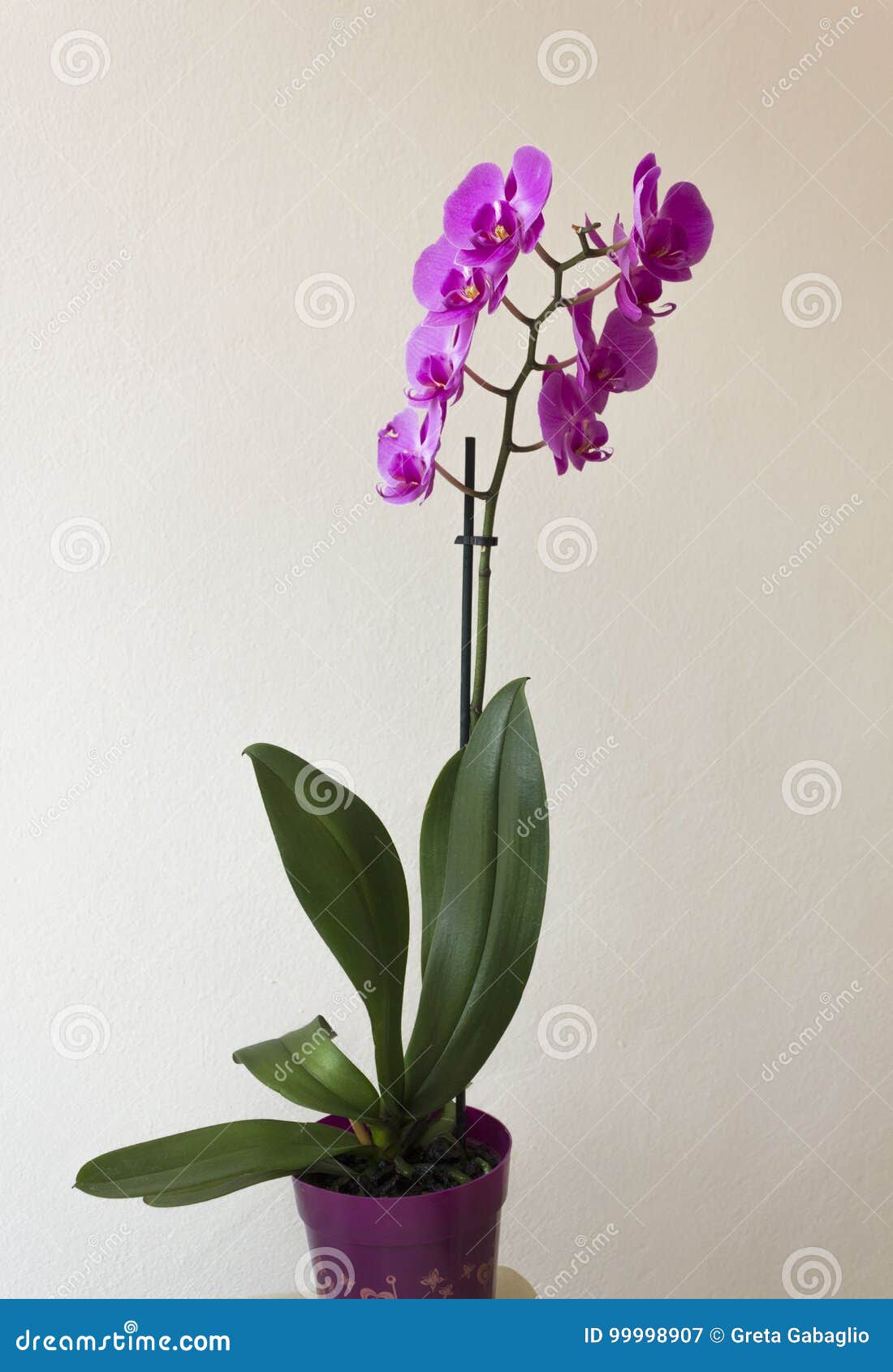 Planta Da Orquídea Em Um Vaso Imagem de Stock - Imagem de filial, verde:  99998907