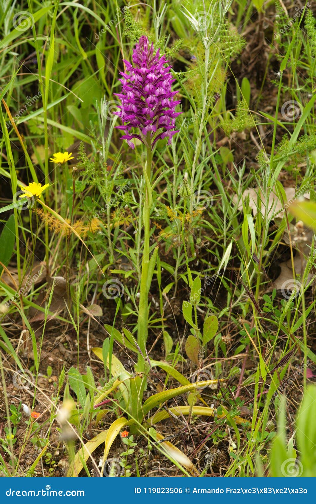 Planta Da Orquídea Selvagem E Flores Híbridas - Simorrensis De Anacamptis X  Foto de Stock - Imagem de completamente, selvagem: 119023506