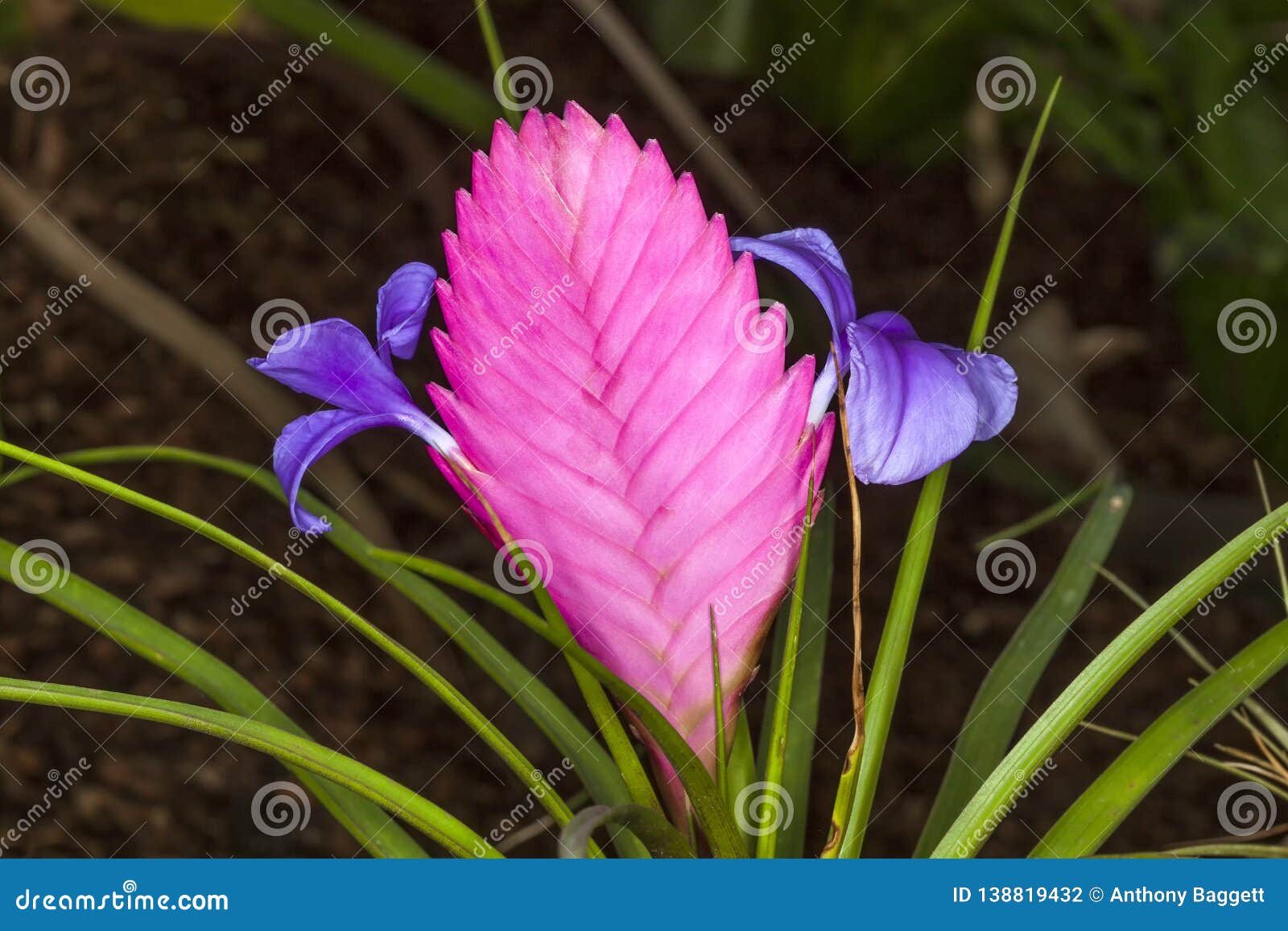 Planta Da Pena Do Rosa Do Cyanea Do Tillandsia Foto de Stock - Imagem de  perfumado, horizontal: 138819432