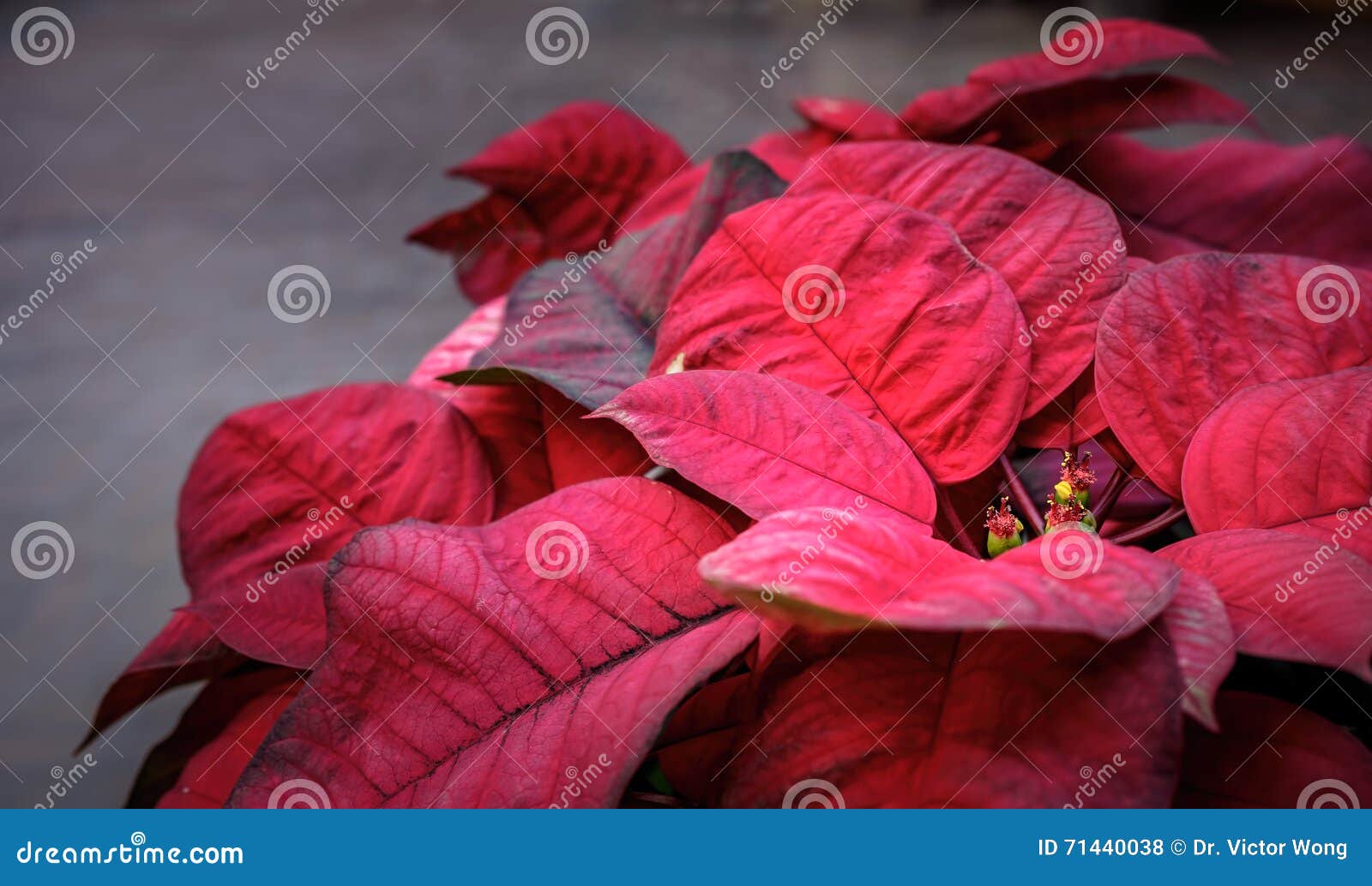 Planta Da Poinsétia Com Folha Vermelha Foto de Stock - Imagem de sazonal,  planta: 71440038