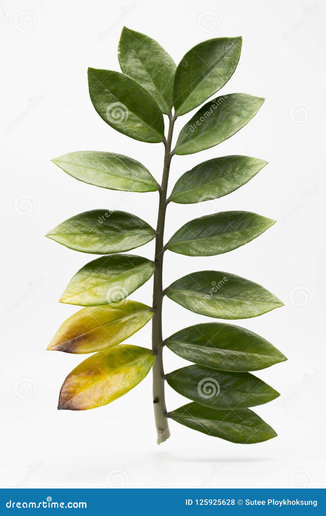 Planta Da Sorte E Da Riqueza Foto de Stock - Imagem de planta, sorte:  125925628