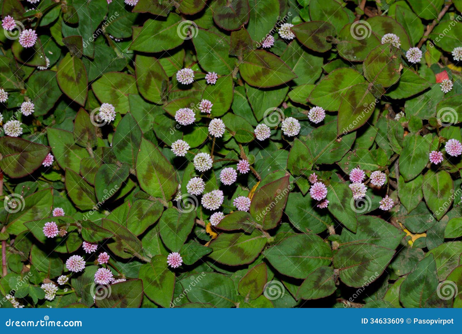 Planta Da Vegetação Rasteira Imagem de Stock - Imagem de tampa, terra:  34633609