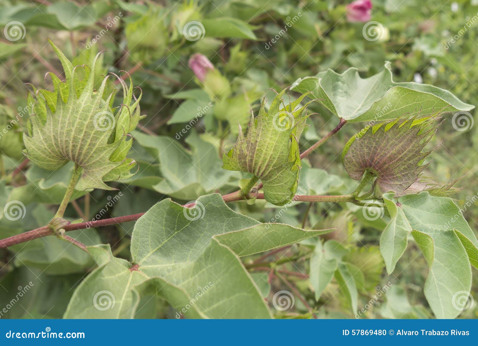 Planta de algodão, botões do algodão, colheita