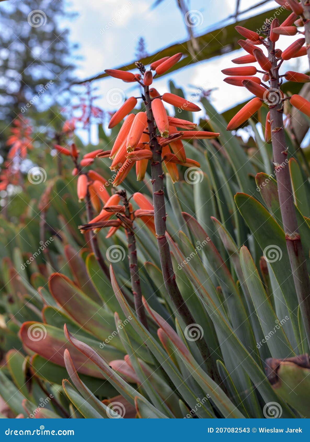 Planta de aloe en flor. imagen de archivo. Imagen de anaranjado - 207082543
