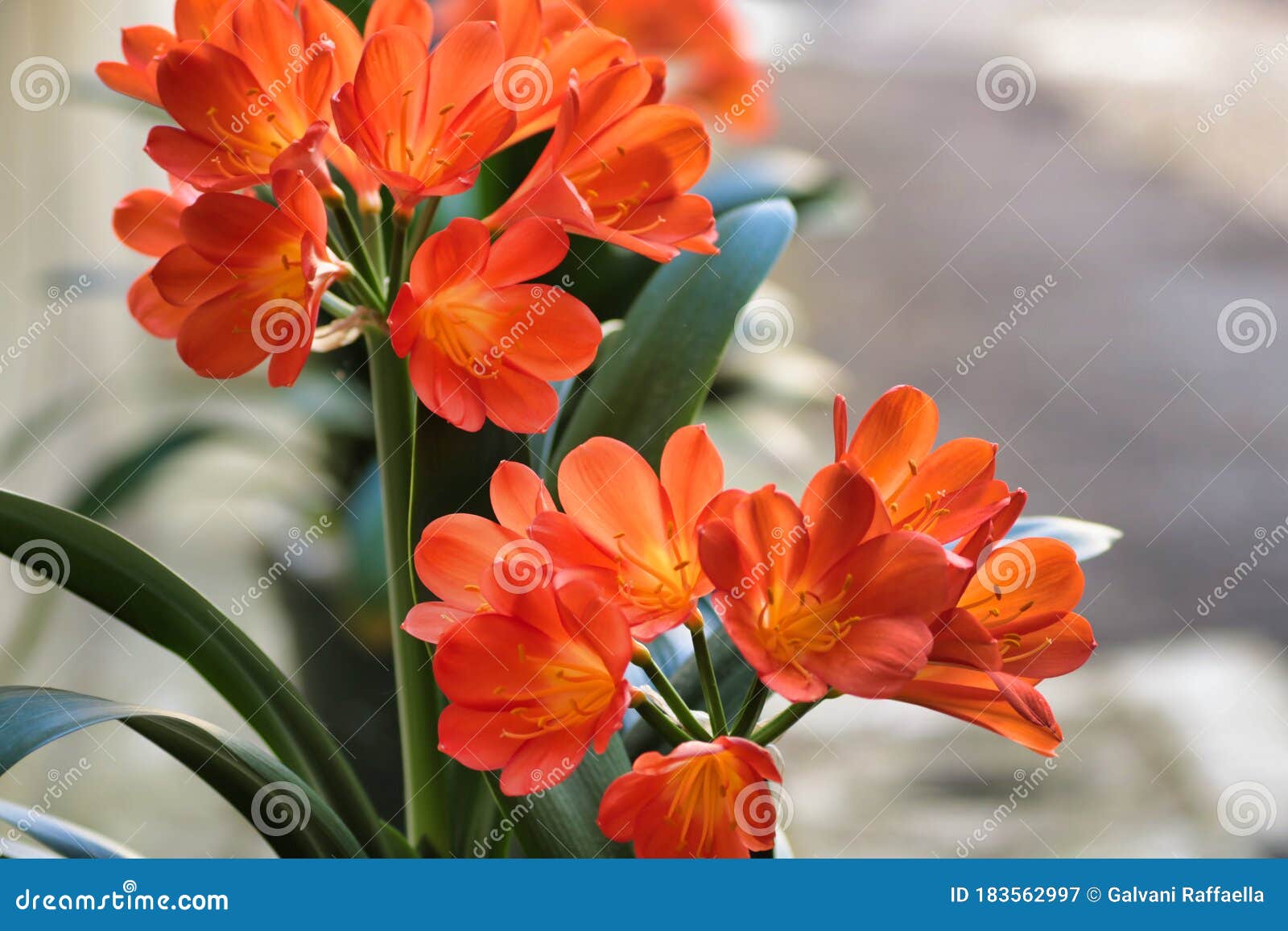 Planta De Amarilis Laranja Em Flor Num Jardim Imagem de Stock - Imagem de  verde, fundo: 183562997