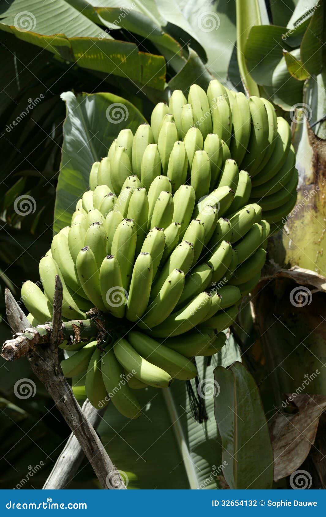 banana economia